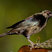 Bronzed Cowbird